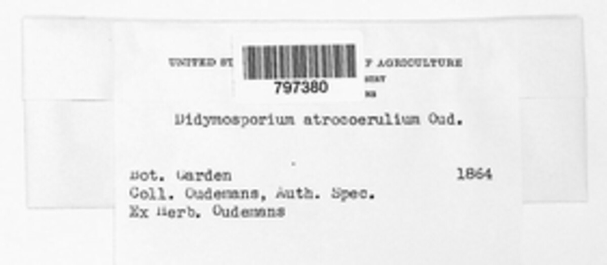 Didymosporium atrocoeruleum image